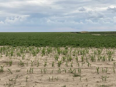 Cheyenne County Dry Land Farm