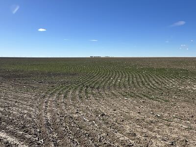 High Quality Kit Carson County Dryland